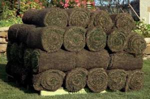 lawn